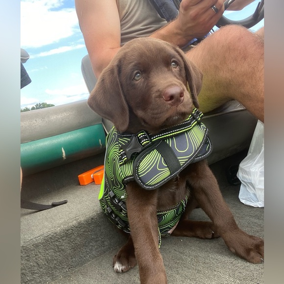 Dog Life Jacket - Picture 2 of 11